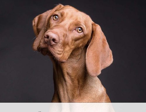 Hunde im Büro – Steigern sie die Zufriedenheit?
