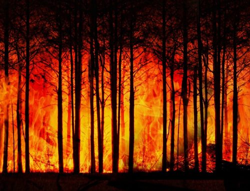 Hitzewelle – Waldbrände